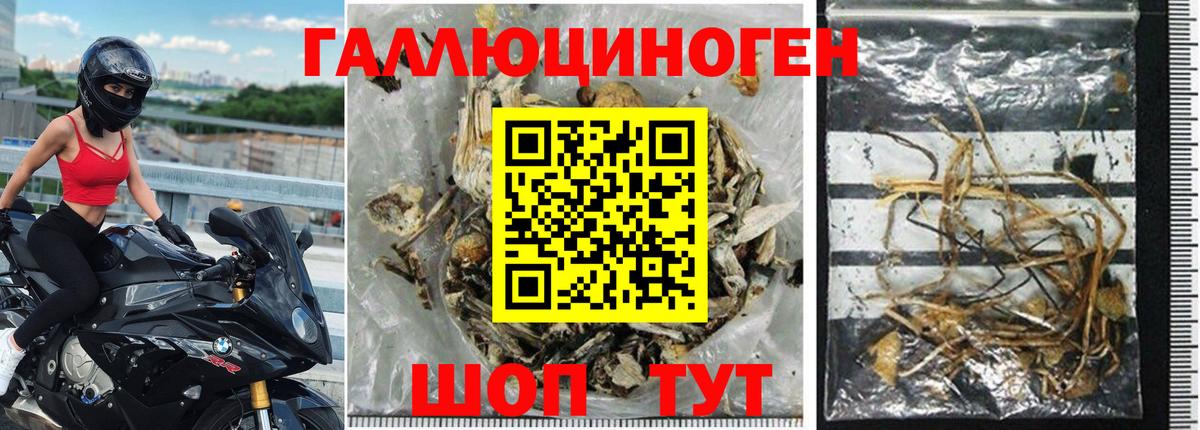 Галлюциногенные грибы Тайшет